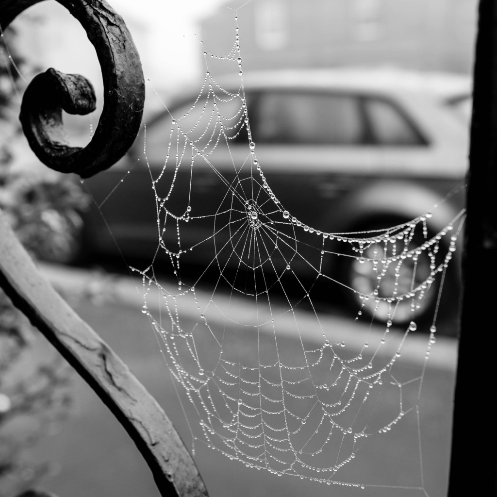 Web