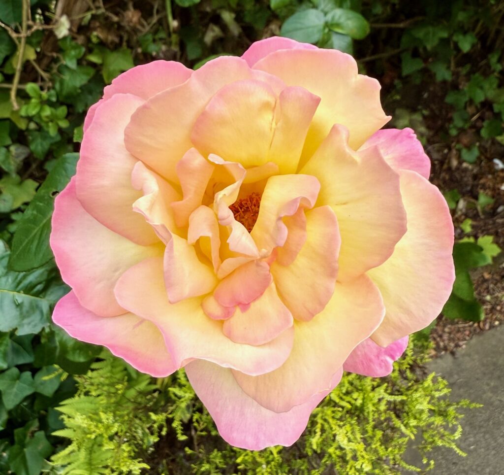 Picture of a rose in full bloom