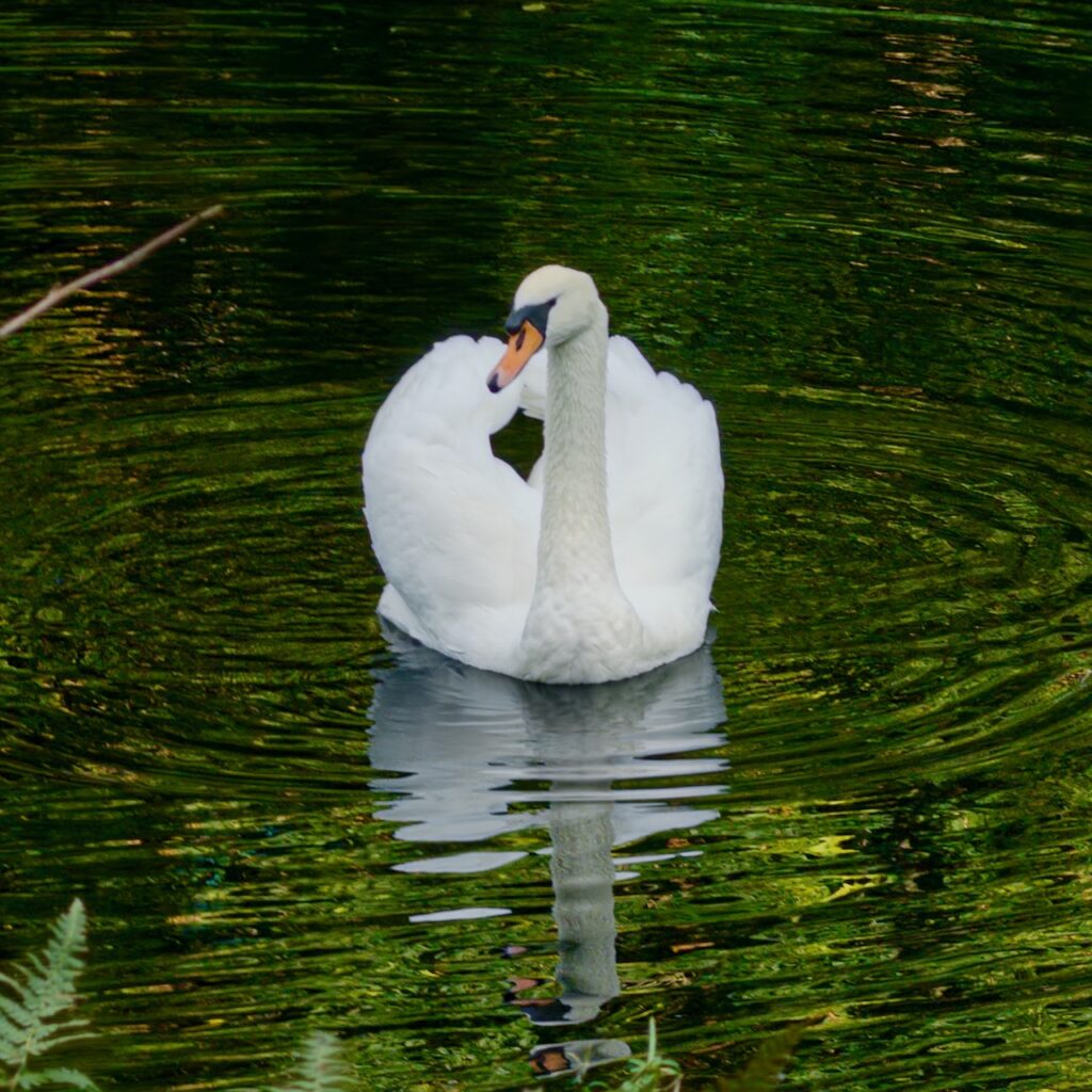 Swan