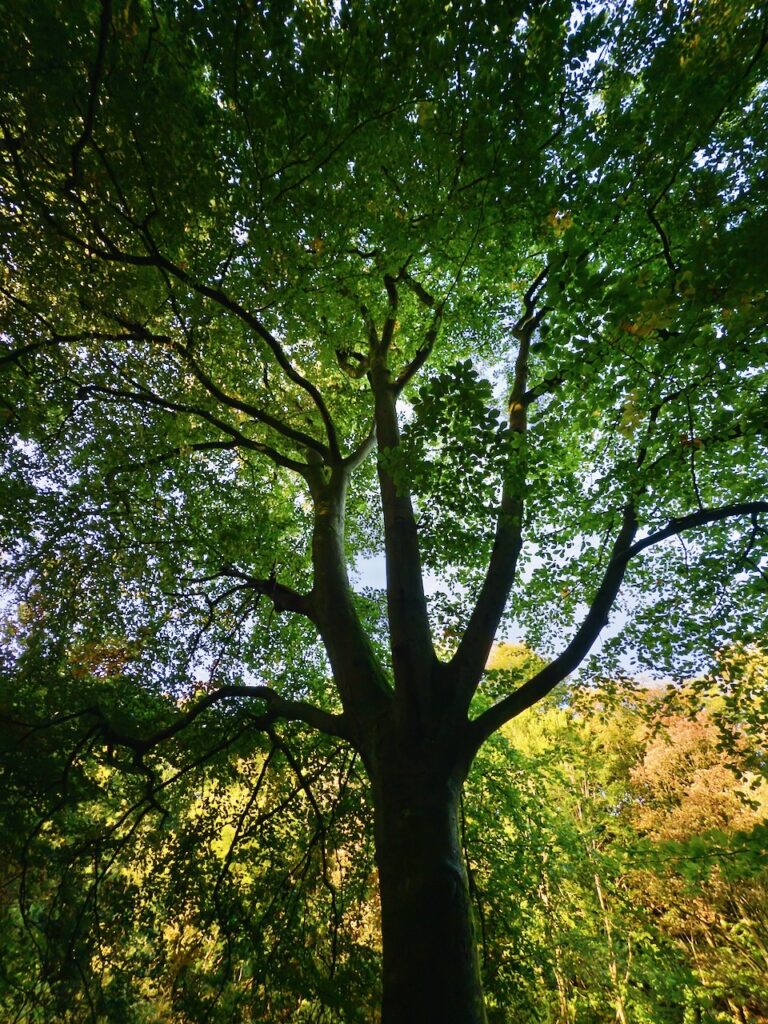 Tree by the River Kelvin